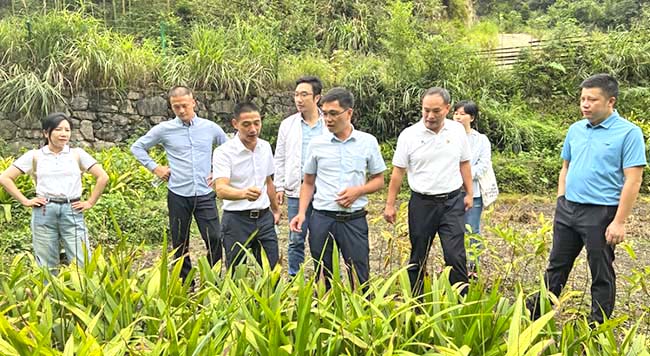 4.参观坪水底村乡村振兴特色中草药产业种植项目.jpg